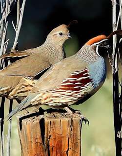 黑腹翎鹑 / Gambel’s Quail / Callipepla gambelii