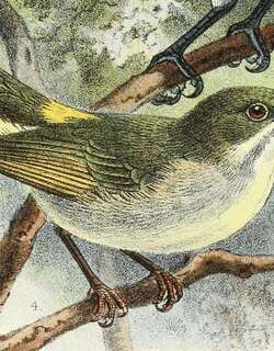 金腰啄花鸟 / Golden-rumped Flowerpecker / Dicaeum annae