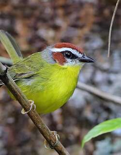 棕顶王森莺 / Rufous-capped Warbler / Basileuterus rufifrons