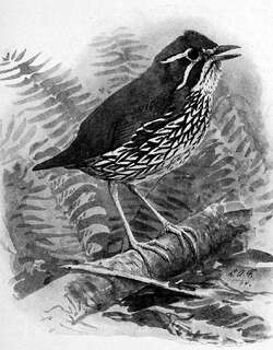 施氏蚁鸫 / Schwartz’s Antthrush / Chamaeza turdina