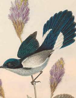扇尾啄果鸟 / Fan-tailed Berrypecker / Melanocharis versteri
