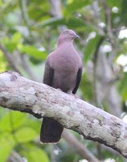铅灰鸽 / Plumbeous Pigeon / Patagioenas plumbea