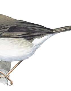 褐头娇莺 / Brown-headed Apalis / Apalis alticola
