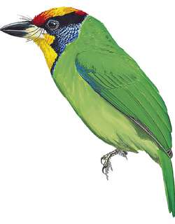 环喉拟啄木鸟 / Necklaced Barbet / Psilopogon auricularis