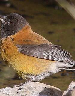 黑头岭雀鹀 / Black-hooded Sierra Finch / Phrygilus atriceps