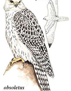 矛隼 / Gyrfalcon / Falco rusticolus