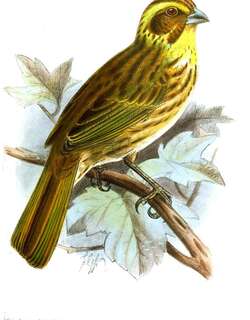 黄眉丝雀 / Yellow-browed Seedeater / Crithagra whytii