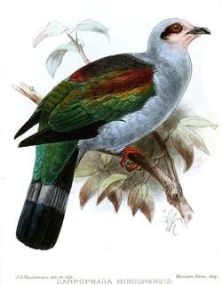 红喉皇鸠 / Mindoro Imperial Pigeon / Ducula mindorensis