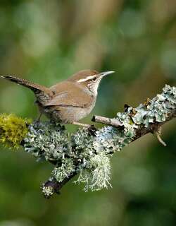 比氏苇鹪鹩 / Bewick’s Wren / Thryomanes bewickii