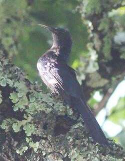 黑弯嘴戴胜 / Black Scimitarbill / Rhinopomastus aterrimus