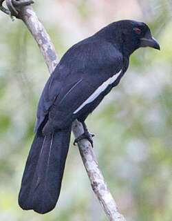白翅鹊 / Black Magpie / Platysmurus leucopterus