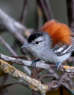 灰翅蚁鹩 / Ash-winged Antwren / Euchrepomis spodioptila