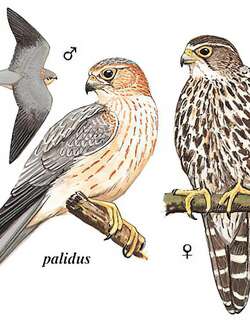 灰背隼 / Merlin / Falco columbarius