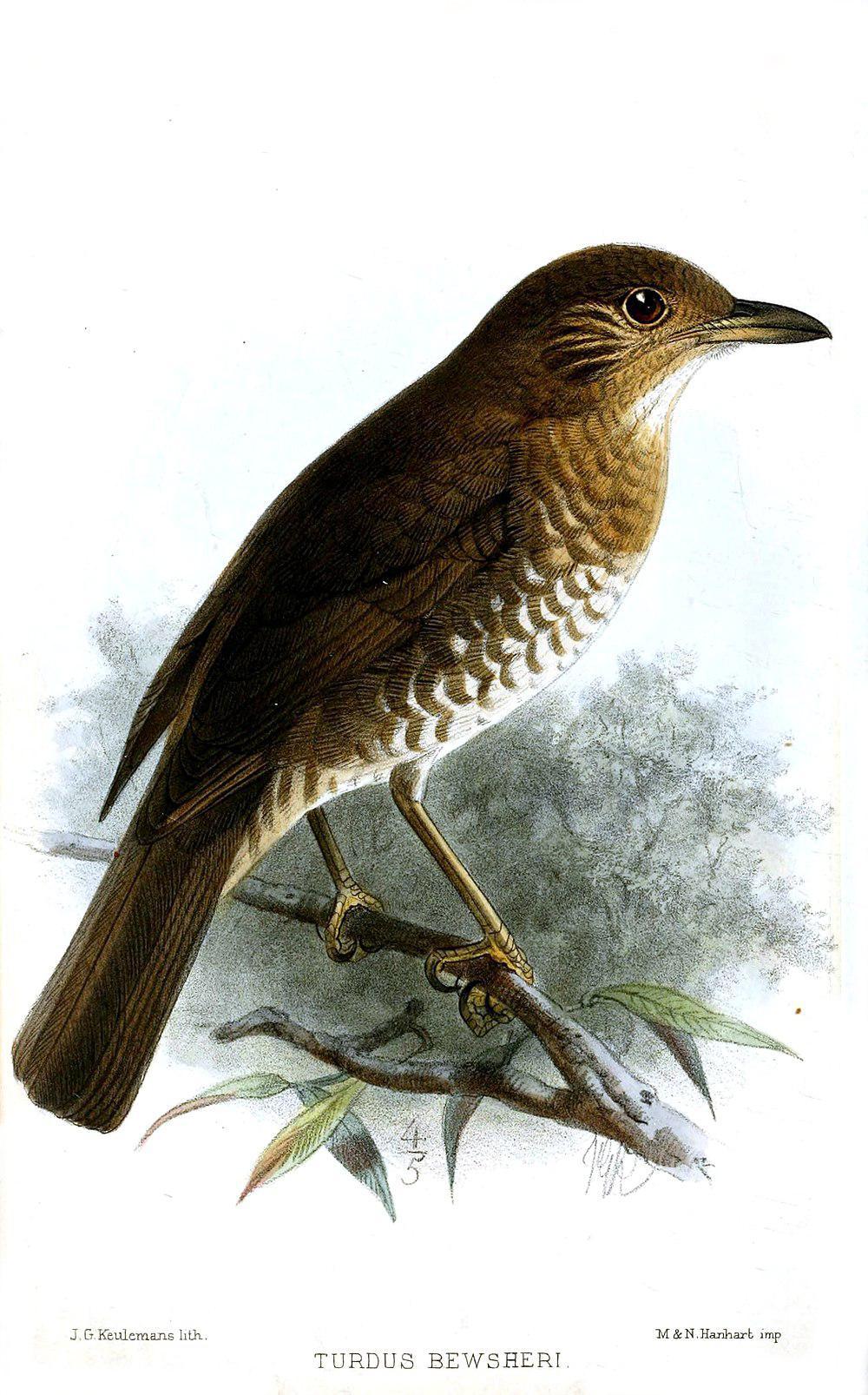 科摩罗鸫 / Comoros Thrush / Turdus bewsheri