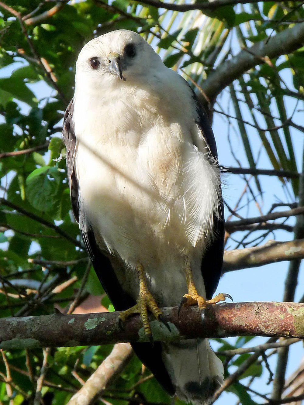 白颈南美鵟 / White-necked Hawk / Buteogallus lacernulatus