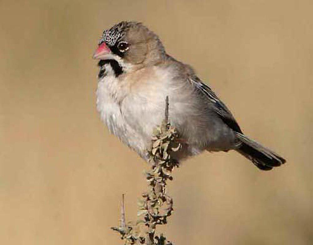 鳞额编织雀 / Scaly-feathered Weaver / Sporopipes squamifrons