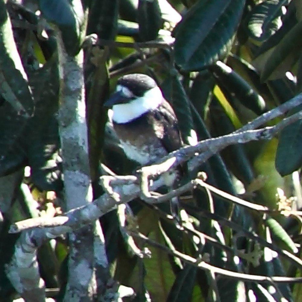 褐斑蓬头䴕 / Brown-banded Puffbird / Notharchus ordii