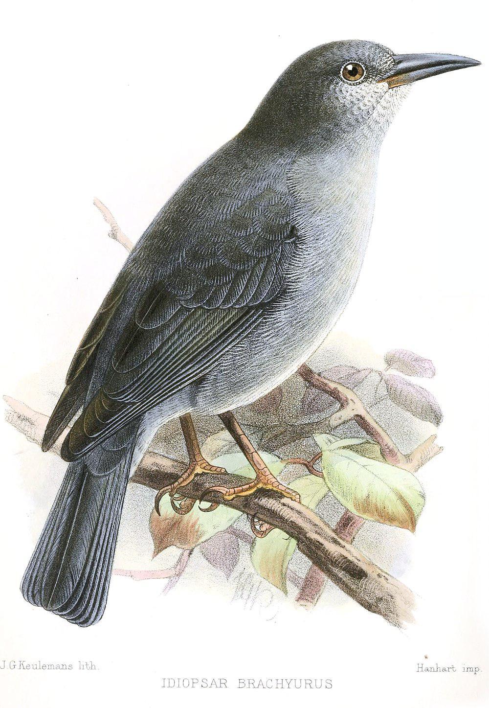 短尾雀鹀 / Short-tailed Finch / Idiopsar brachyurus