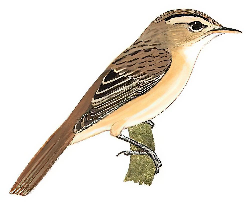 细纹苇莺 / Speckled Reed Warbler / Acrocephalus sorghophilus