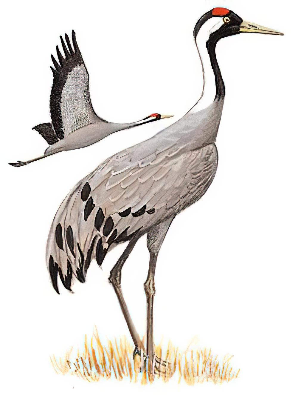 灰鹤 / Common Crane / Grus grus