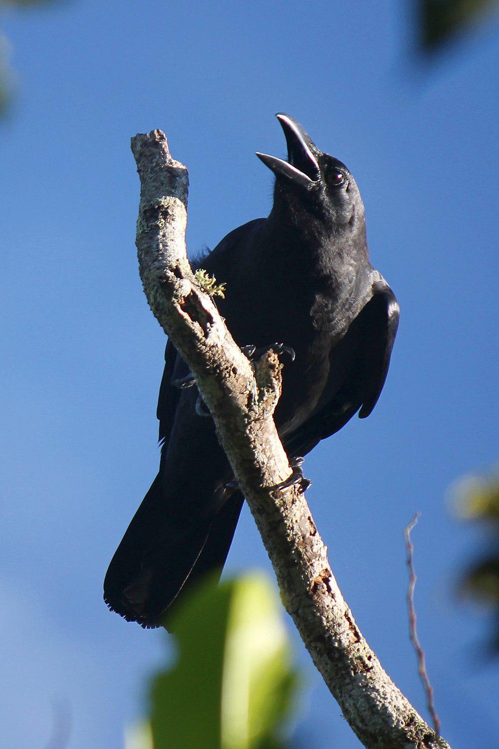 细嘴乌鸦 / Slender-billed Crow / Corvus enca