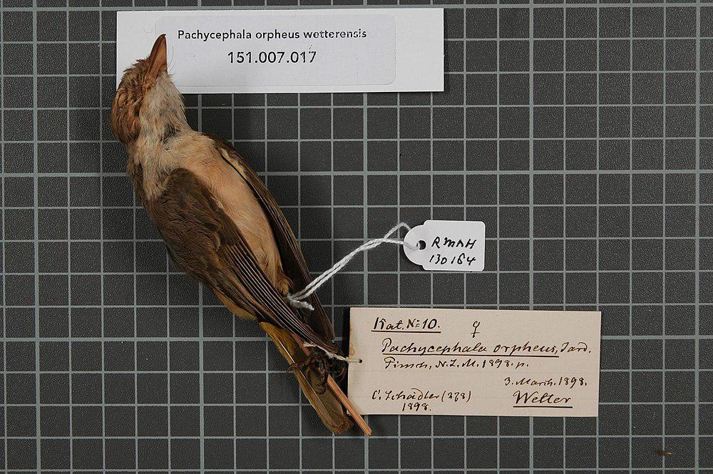 褐胸啸鹟 / Fawn-breasted Whistler / Pachycephala orpheus
