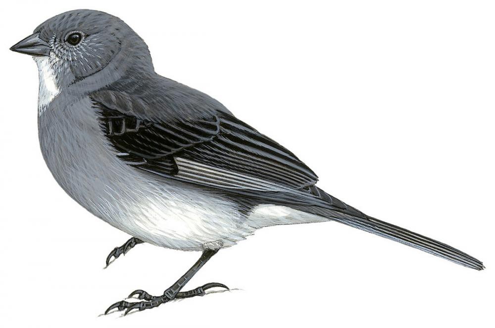 白喉岭雀鹀 / White-throated Sierra Finch / Idiopsar erythronotus