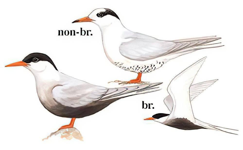 黑腹燕鸥 / Black-bellied Tern / Sterna acuticauda