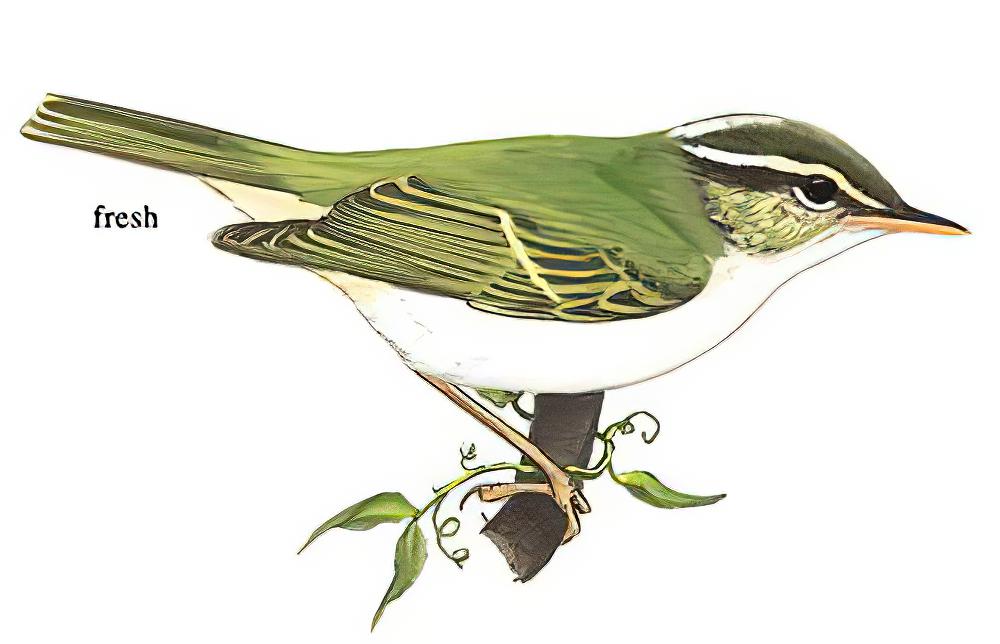 冕柳莺 / Eastern Crowned Warbler / Phylloscopus coronatus