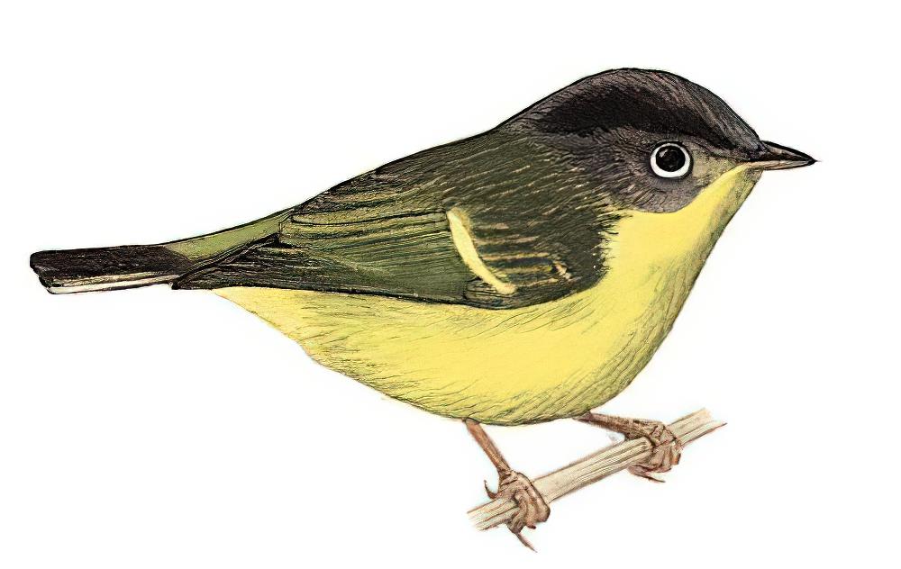 白眶鹟莺 / White-spectacled Warbler / Phylloscopus intermedius