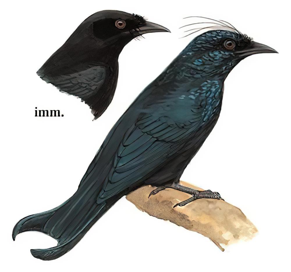 发冠卷尾 / Hair-crested Drongo / Dicrurus hottentottus