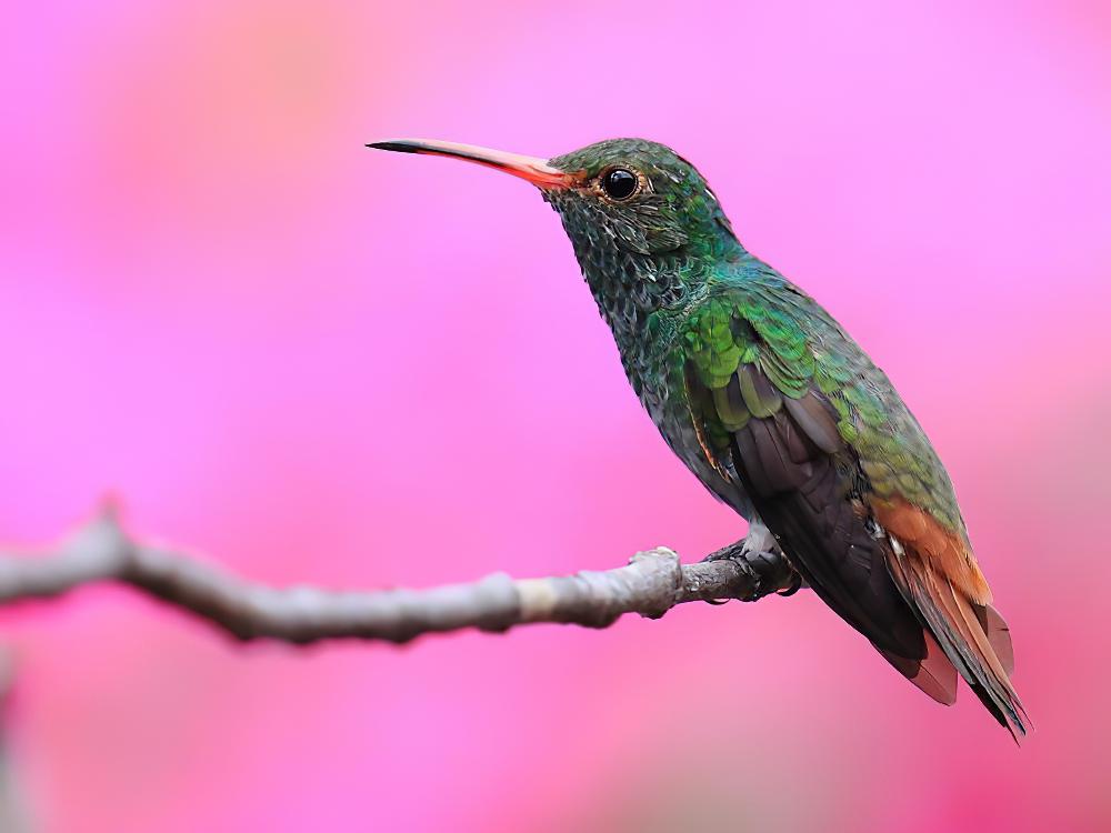 棕尾蜂鸟 / Rufous-tailed Hummingbird / Amazilia tzacatl