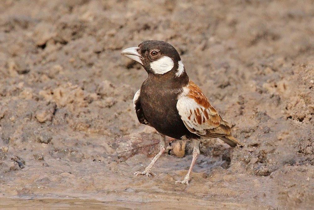 栗背雀百灵 / Chestnut-backed Sparrow-Lark / Eremopterix leucotis