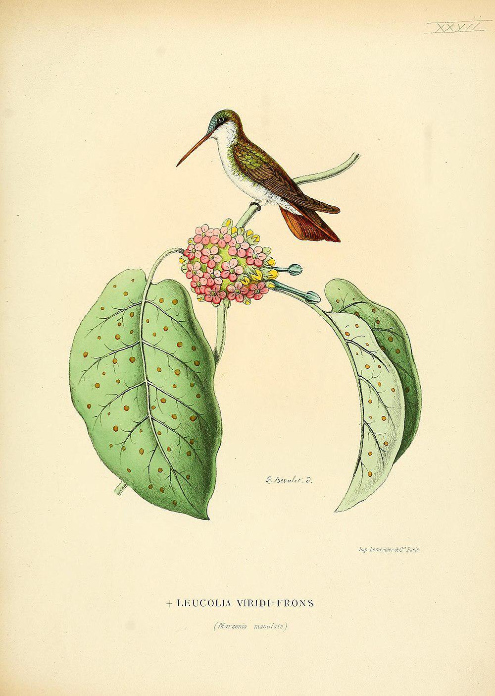 绿额蜂鸟 / Green-fronted Hummingbird / Leucolia viridifrons