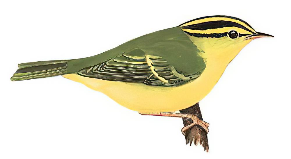 黑眉柳莺 / Sulphur-breasted Warbler / Phylloscopus ricketti