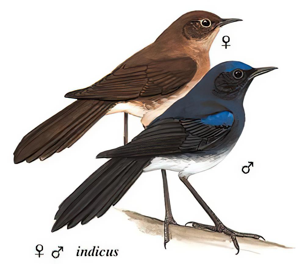 蓝额长脚地鸲 / Blue-fronted Robin / Cinclidium frontale
