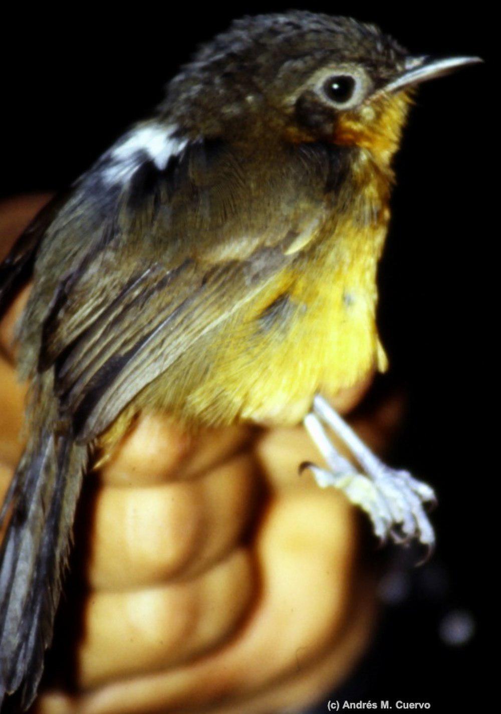 帕氏蚁鸟 / Parker\'s Antbird / Cercomacroides parkeri