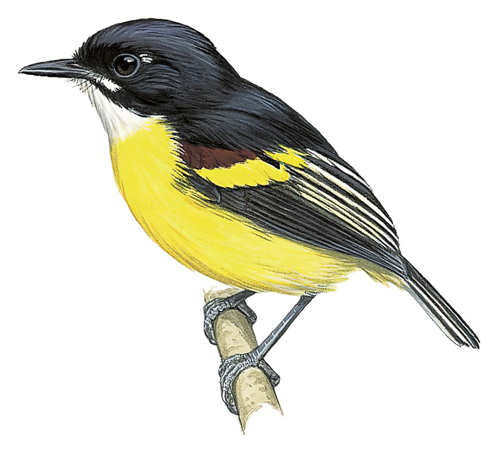 黑背哑霸鹟 / Black-backed Tody-Flycatcher / Poecilotriccus pulchellus