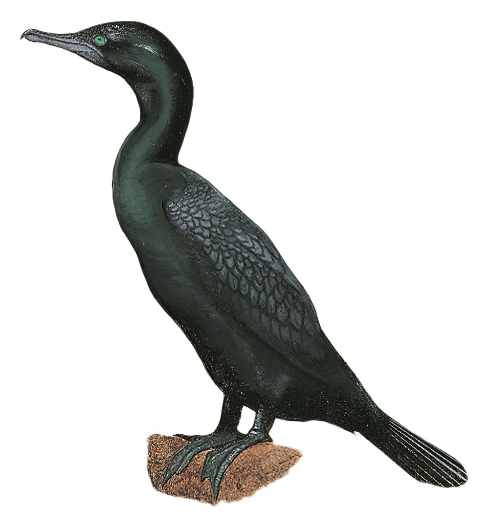 小黑鸬鹚 / Little Black Cormorant / Phalacrocorax sulcirostris