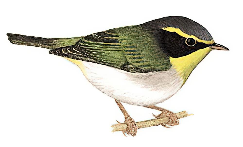 黑脸鹟莺 / Black-faced Warbler / Abroscopus schisticeps