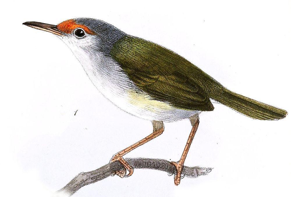 吕宋缝叶莺 / Rufous-fronted Tailorbird / Orthotomus frontalis