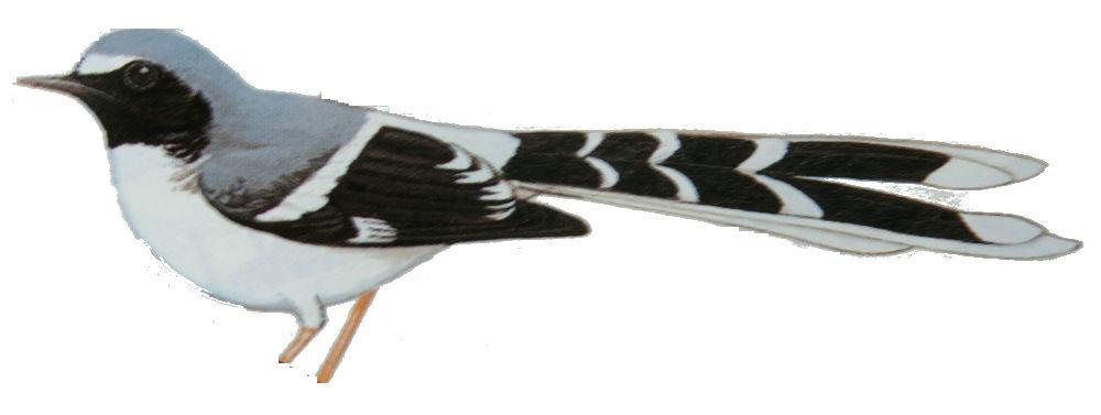 灰背燕尾 / Slaty-backed Forktail / Enicurus schistaceus