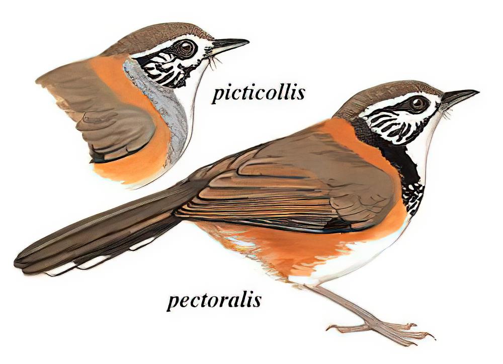 黑领噪鹛 / Greater Necklaced Laughingthrush / Pterorhinus pectoralis