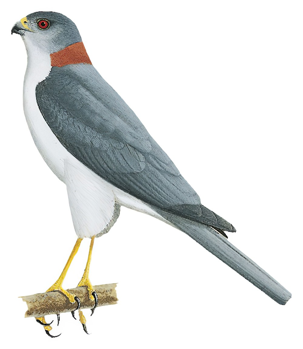 短尾雀鹰 / New Britain Sparrowhawk / Accipiter brachyurus
