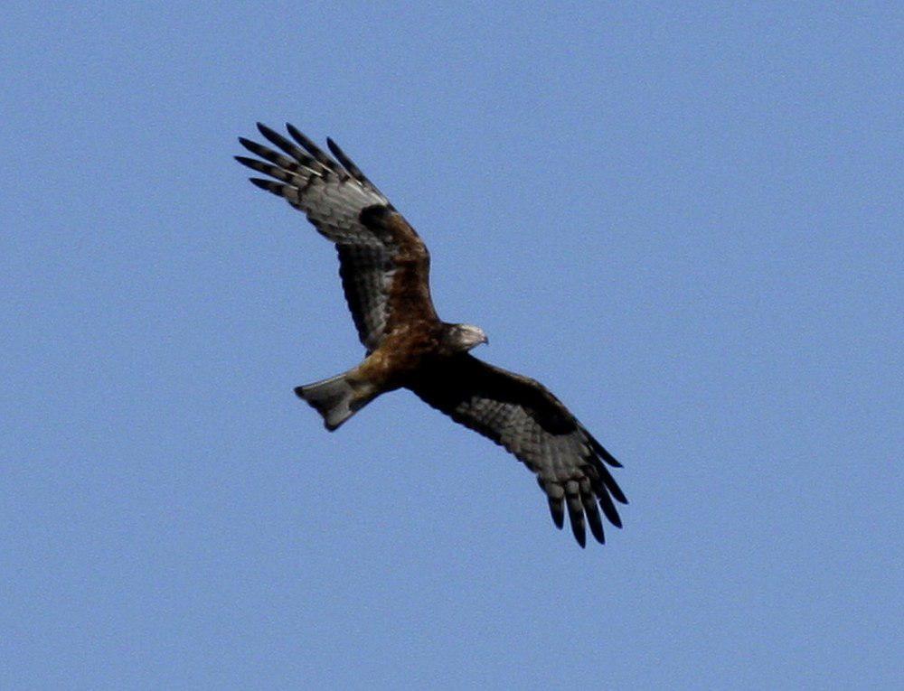 方尾鸢 / Square-tailed Kite / Lophoictinia isura