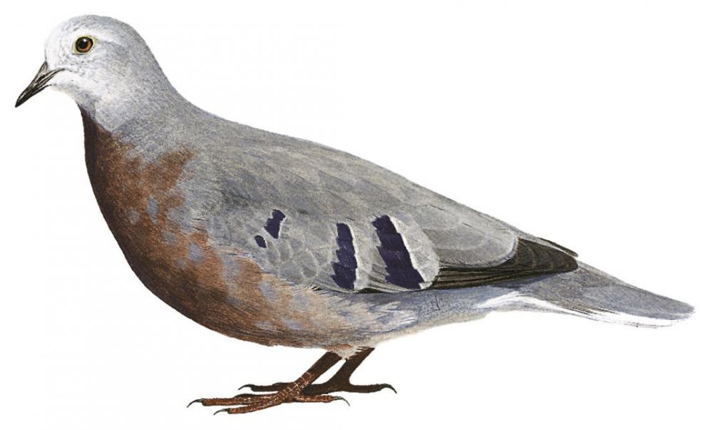 紫胸地鸠 / Maroon-chested Ground Dove / Paraclaravis mondetoura