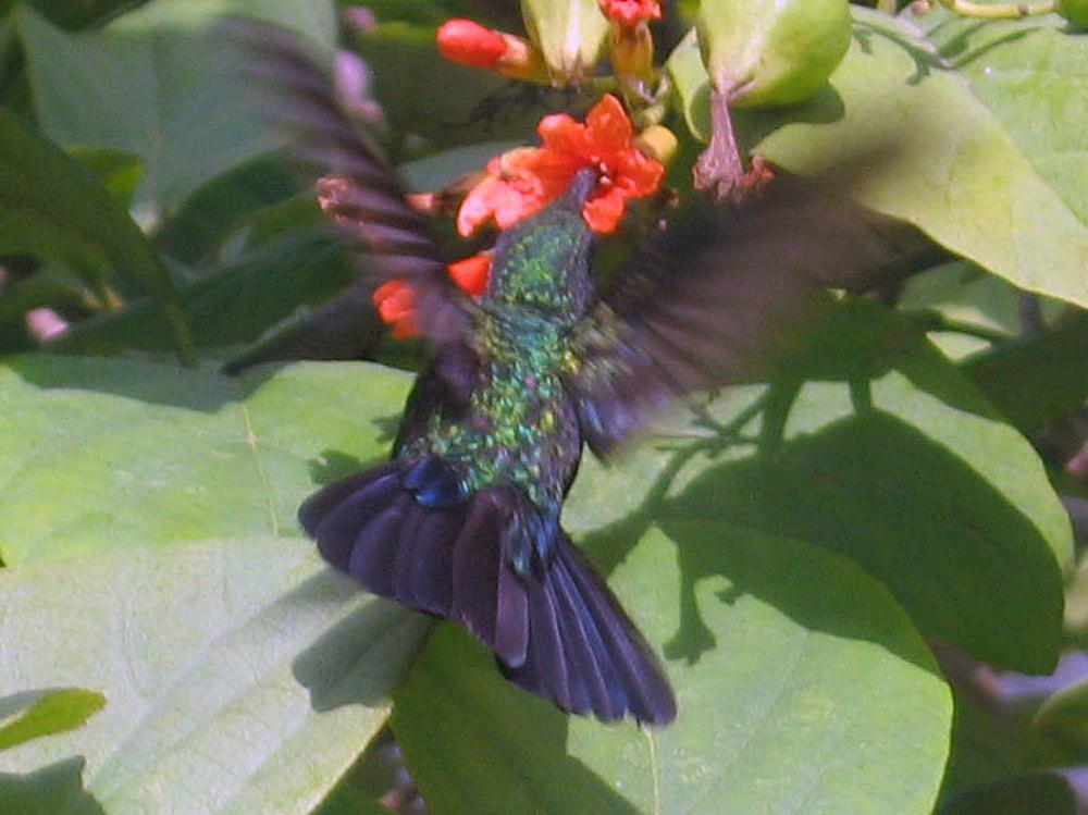 绿芒果蜂鸟 / Green Mango / Anthracothorax viridis