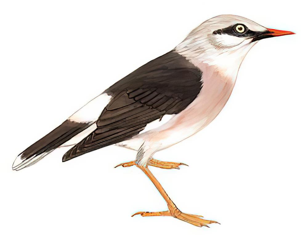 红嘴椋鸟 / Vinous-breasted Starling / Acridotheres burmannicus