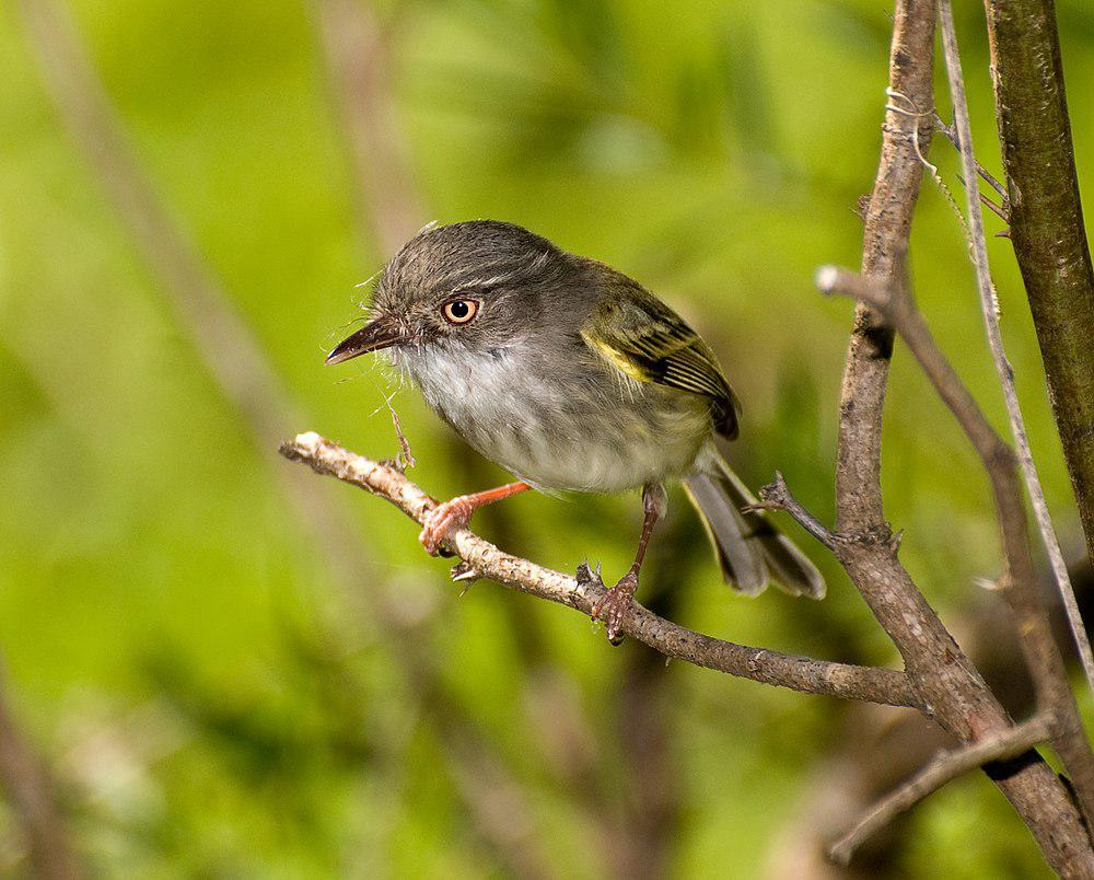 斑臀哑霸鹟 / Pearly-vented Tody-Tyrant / Hemitriccus margaritaceiventer