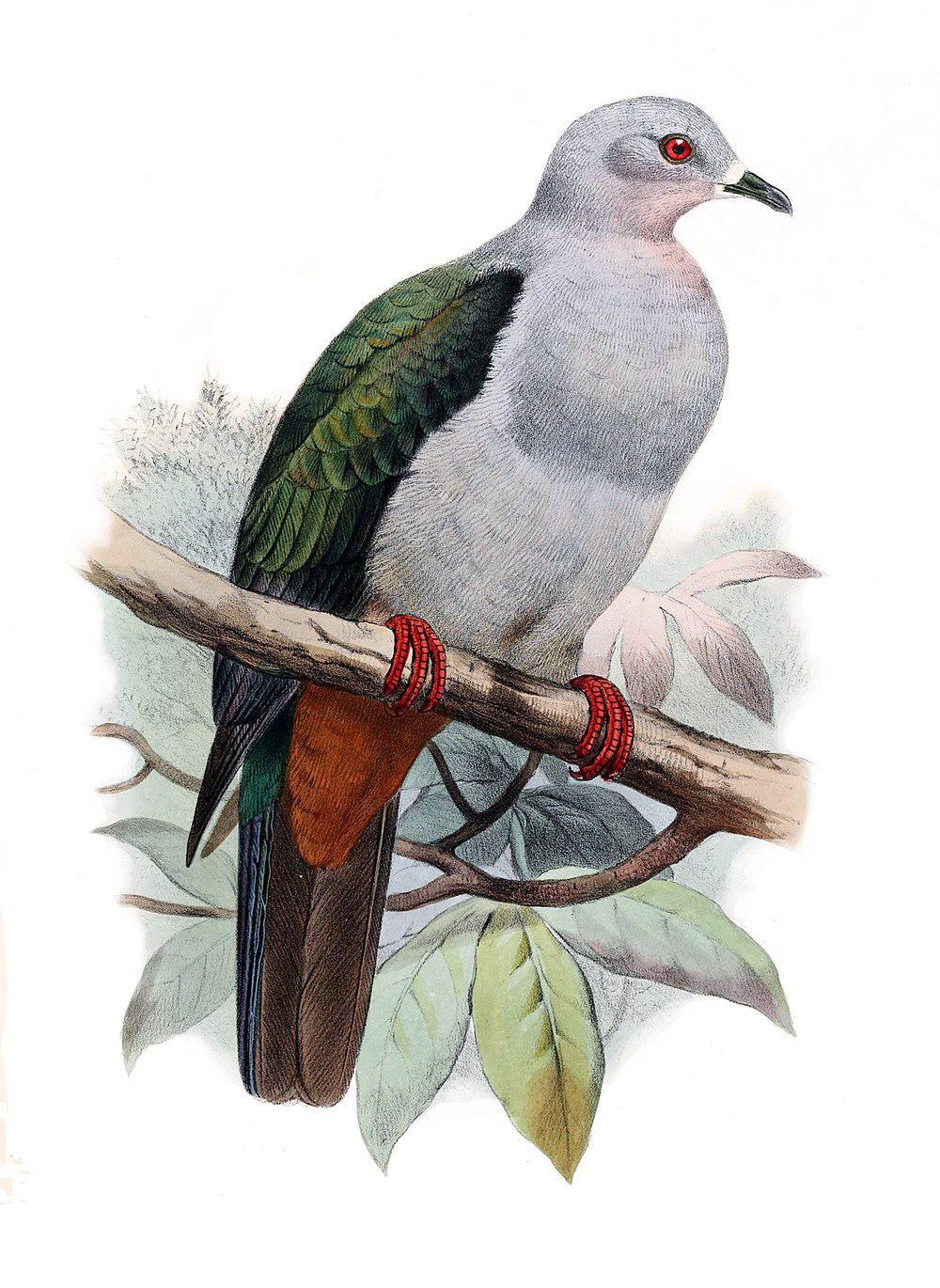 灰皇鸠 / Island Imperial Pigeon / Ducula pistrinaria
